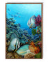 mocha wood framed original painting great barrier reef batfish wall art print